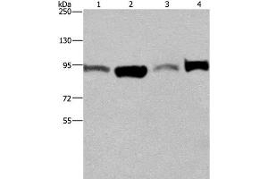 Western Blot analysis of A375 and LoVo cell, Human testis tissue and Hela cell using ELAC2 Polyclonal Antibody at dilution of 1:250 (ELAC2 Antikörper)