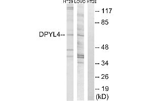 Western blot analysis of extracts from HT-29 cells and LOVO cells and 293 cells, using DPYSL4 antibody.
