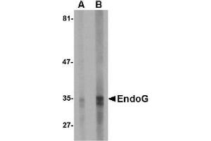 Western Blotting (WB) image for anti-Endonuclease G (ENDOG) (AA 51-140) antibody (ABIN492522) (Endonuclease G Antikörper  (AA 51-140))