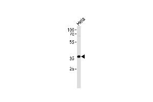 AKR1C3 Antibody (Center) (ABIN655603 and ABIN2845087) western blot analysis in Hela cell line lysates (35 μg/lane). (AKR1C3 Antikörper  (AA 107-135))