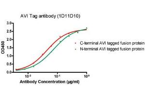 ELISA analysis of N-terminal and C-terminal AVI-tagged fusion proteins using ABIN1574261 (Avi-Tag Antikörper)