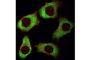 Fluorescent image of A549 cell stained with YBX1 Antibody . (YBX1 Antikörper  (AA 149-178))
