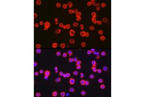 Immunofluorescence (IF) image for anti-Integrin alpha M (ITGAM) (AA 145-340) antibody (ABIN3022180)