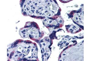 Anti-ERP44 / TXNDC4 antibody IHC of human placenta. (ERP44 Antikörper  (AA 30-407))
