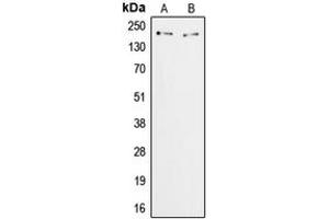 Western blot analysis of ZFP106 expression in HeLa (A), COS7 (B) whole cell lysates. (ZFP106 Antikörper  (C-Term))