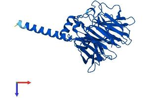 PON2 Protein (AA 1-354) (His tag)