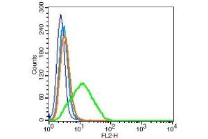 RSC96 cells probed with	CD9/MRP-1 Polyclonal Antibody, Unconjugated  ) at 0. (CD9 Antikörper  (AA 101-200))