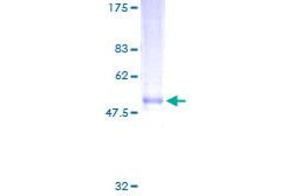 NXPH3 Protein (AA 1-252) (GST tag)