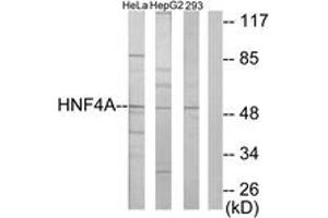 Western blot analysis of extracts from HepG2/HeLa/293 cells, using HNF4 alpha/gamma Antibody. (HNF4 alpha/gamma Antikörper  (AA 91-140))