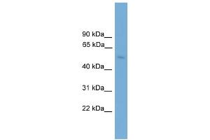 WB Suggested Anti-BBS4 Antibody Titration: 0. (BBS4 Antikörper  (Middle Region))