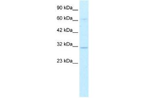 WB Suggested Anti-DBP Antibody Titration: 0. (DBP Antikörper  (Middle Region))
