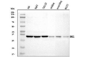 Western blot analysis of ERCC1 using anti-ERCC1 antibody (ABIN7599669).