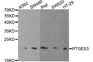 Western Blotting (WB) image for anti-Prostaglandin E Synthase 3 (Cytosolic) (PTGES3) antibody (ABIN1876513) (PTGES3 Antikörper)