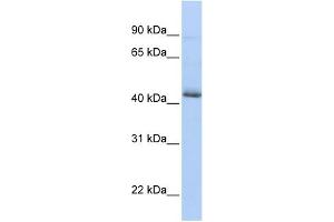 WB Suggested Anti-SRFBP1 Antibody Titration:  0.