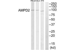 Western blot analysis of extracts from HeLa cells, NIH-3T3 cells and COLO205 cells, using AMPD2 antibody. (AMPD2 Antikörper  (Internal Region))