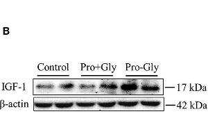 Western Blotting (WB) image for anti-Actin, beta (ACTB) (AA 1-50) antibody (ABIN724340)