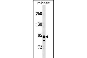 XYLT2 Antibody (N-term) (ABIN1539270 and ABIN2838180) western blot analysis in mouse heart tissue lysates (35 μg/lane). (XYLT2 Antikörper  (N-Term))