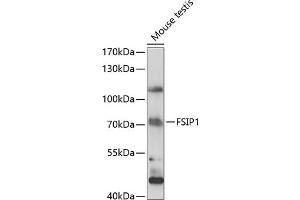 Western blot analysis of extracts of mouse testis, using FSIP1 antibody (ABIN7267199) at 1:1000 dilution. (FSIP1 Antikörper  (AA 1-260))