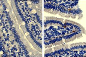 Paraffin embedded mouse small intestine section was stained with Rat Anti-Mouse IgD-UNLB followed by an HRP conjugated secondary antibody, DAB, and hematoxylin. (Ratte anti-Maus IgD Antikörper)