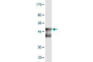 Western Blotting (WB) image for anti-DnaJ (Hsp40) Homolog, Subfamily B, Member 6 (DNAJB6) (AA 1-241) antibody (ABIN523422)