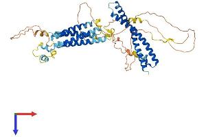 Occludin Protein (OCLN) (AA 1-521) (His tag)