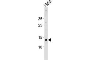 Western Blotting (WB) image for anti-Death-Associated Protein (DAP) antibody (ABIN3004644) (DAP Antikörper)
