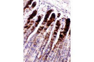 IHC analysis of Nucleobindin 2 using anti-Nucleobindin 2 antibody (ABIN3044531).