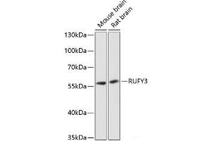 RUFY3 Antikörper