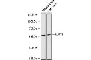 Western blot analysis of extracts of various cell lines using RUFY3 Polyclonal Antibody at dilution of 1:3000. (RUFY3 Antikörper)