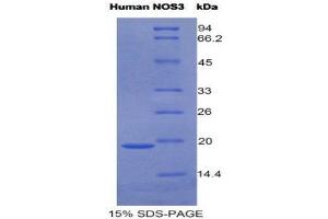 SDS-PAGE (SDS) image for Nitric Oxide Synthase 3 (Endothelial Cell) (NOS3) (AA 756-888) protein (His tag) (ABIN3209889) (ENOS Protein (AA 756-888) (His tag))