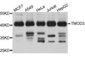 Western blot analysis of extract of various cells, using TMOD3 antibody. (TMOD3 Antikörper)