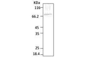 PfHsp70, malarial parasite lysate. (HSP70 Antikörper  (AA 365-681))