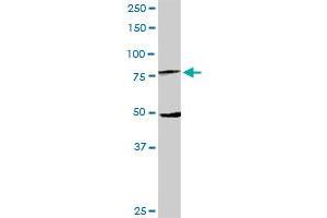 MX1 MaxPab rabbit polyclonal antibody. (MX1 Antikörper  (AA 1-662))