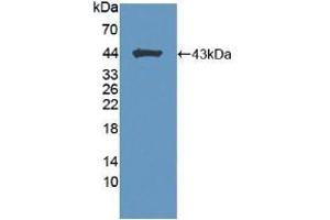 Detection of Recombinant BCAN, Mouse using Polyclonal Antibody to Brevican (BCAN) (BCAN Antikörper  (AA 23-353))