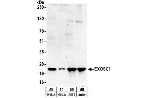 anti-Exosome Component 1 (EXOSC1) (AA 145-195) antibody
