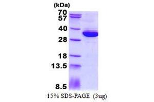mRNA Turnover 4 Homolog (MRTO4) (AA 1-239) protein (His tag)