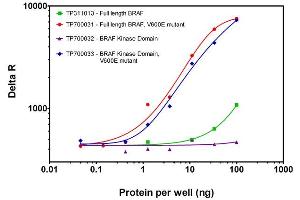 Activity Assay (AcA) image for B-Raf proto-oncogene, serine/threonine kinase (BRAF) (Active) protein (Myc-DYKDDDDK Tag) (ABIN2715104)