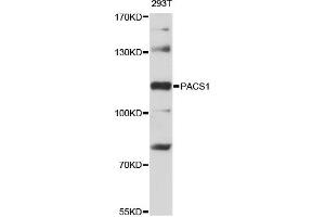 Western blot analysis of extracts of 293T cells, using PACS1 antibody (ABIN6293905) at 1:3000 dilution. (PACS1 Antikörper)