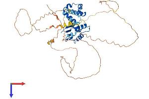 FLI1 Protein (AA 1-452) (His tag)
