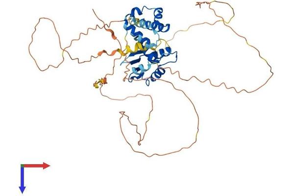 FLI1 Protein (AA 1-452) (His tag)