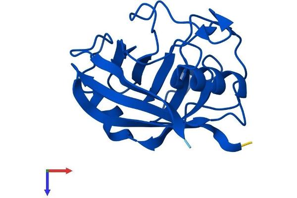 PPIA Protein (AA 1-165) (His tag)