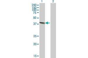Western Blot analysis of DNASE2 expression in transfected 293T cell line by DNASE2 MaxPab polyclonal antibody.