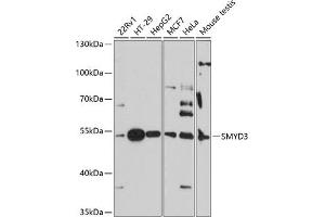Western blot analysis of extracts of various cell lines, using SMYD3 antibody (ABIN7270260) at 1:3000 dilution. (SMYD3 Antikörper  (AA 50-150))