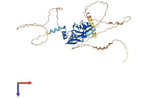 T-Box 19 Protein (TBX19) (AA 1-446) (His tag)