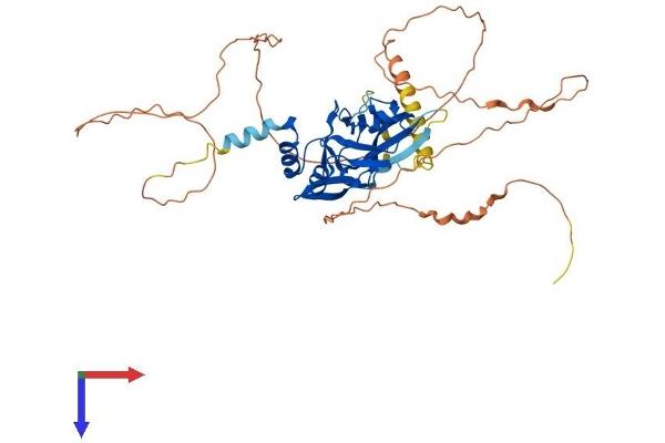 T-Box 19 Protein (TBX19) (AA 1-446) (His tag)