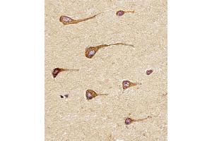 Antibody staining EREG in Human brain tissue sections by Immunohistochemistry (IHC-P - paraformaldehyde-fixed, paraffin-embedded sections). (Epiregulin Antikörper  (C-Term))