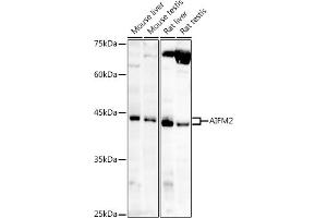 Western blot analysis of extracts of various cell lines, using /AMID antibody (ABIN6129888, ABIN6136678, ABIN6136679 and ABIN6215707) at 1:1000 dilution. (AIFM2 Antikörper  (AA 1-373))