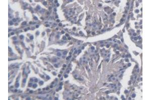 DAB staining on IHC-P; Samples: Mouse Testis Tissue (FKBPL Antikörper  (AA 1-347))