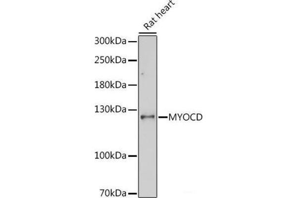 Myocardin Antikörper