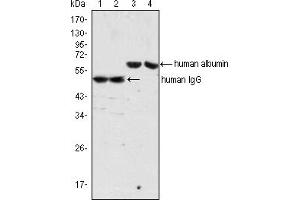 Western blot analysis using human Albumin mouse mAb (lane 3, 4) and human IgG mouse mAb(lane 1, 2) against human serum (lane 1, 3) and plasma (lane 2, 4). (Albumin Antikörper)